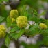 Arbre a pompon