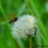 Mouche