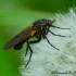 Mouche