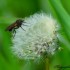 Mouche