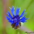 Bleuet des champs