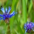 Bleuet des champs