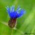 Bleuet des champs