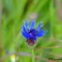 Bleuet des champs