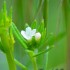 Fleurs blanches