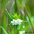 Fleurs blanches