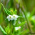 Fleurs blanches