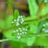 Minuscules fleurs blanches