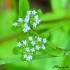 Minuscules fleurs blanches