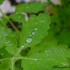 Gouttes d'eau