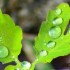 Gouttes d'eau