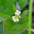 Fleurs blanches