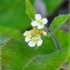 Fleurs blanches