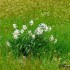 Jonquilles