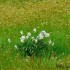 Jonquilles