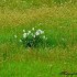 Jonquilles