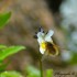 Un insecte