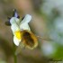 Un insecte