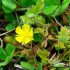 Fleur jaune