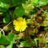 Fleur jaune