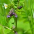 Fleurs violettes