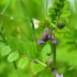 Fleurs violettes