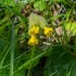 Fleurs de coucou