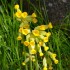 Fleurs de coucou