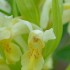 Orchis blanc-jaunâtre