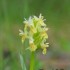 Orchis blanc-jaunâtre