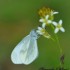 Papillon blanc
