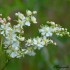 Fleurs blanches