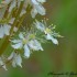 Fleurs blanches