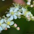 Fleurs blanches