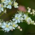 Fleurs blanches