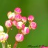 Fleurs blanches