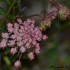 Fleurs sauvages