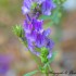 Fleurs violettes