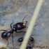 Fourmis noires