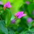 Bougainvillier Rose