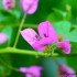 Bougainvillier Rose