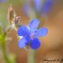 Fleurs bleue