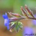 Fleurs bleue