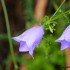 Campanule bleue