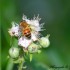 Abeille