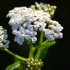 Fleurs blanches