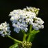 Fleurs blanches