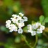 Fleurs blanches