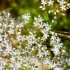 Fleurs blanches