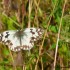 MELANARGIA GALATHEA